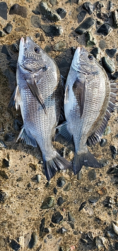 クロダイの釣果