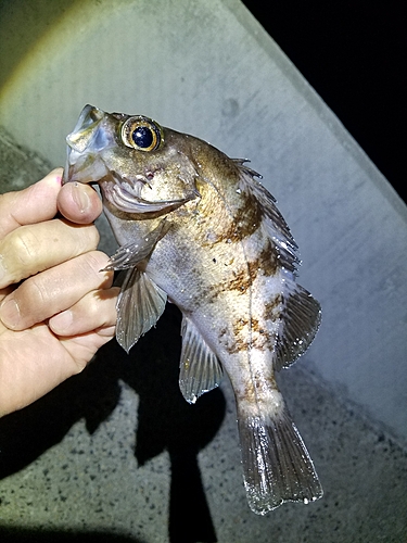 メバルの釣果