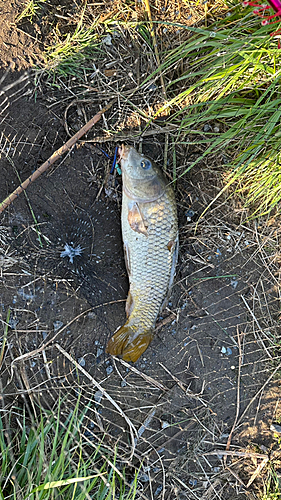 コイの釣果