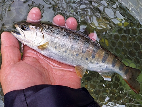 ヤマメの釣果