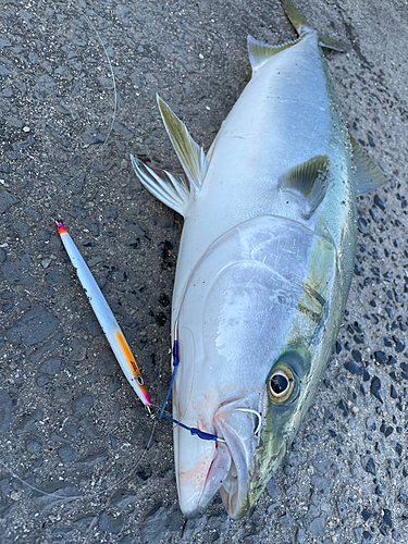 ブリの釣果