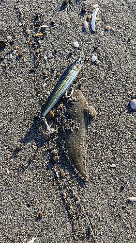 シタビラメの釣果