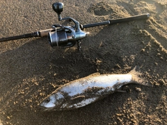 ウグイの釣果