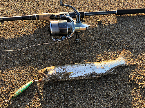 アメマスの釣果