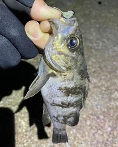 クロメバルの釣果