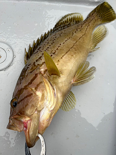 イヤゴハタの釣果