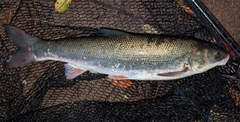 マルタウグイの釣果