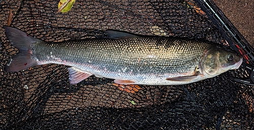 マルタウグイの釣果