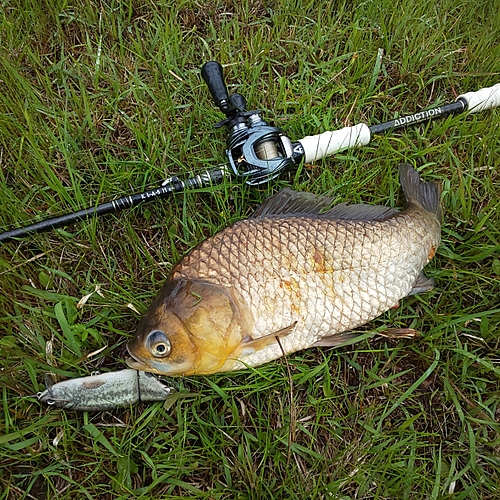 フナの釣果