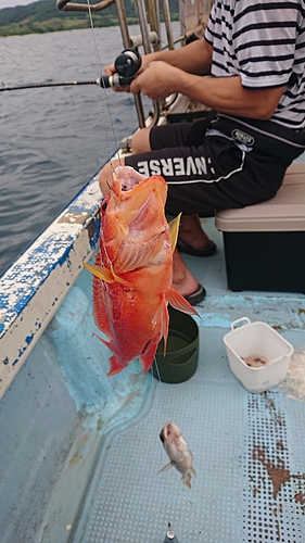 ナガジューミーバイの釣果