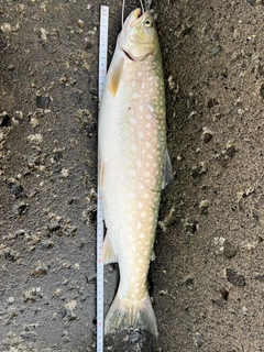 アメマスの釣果