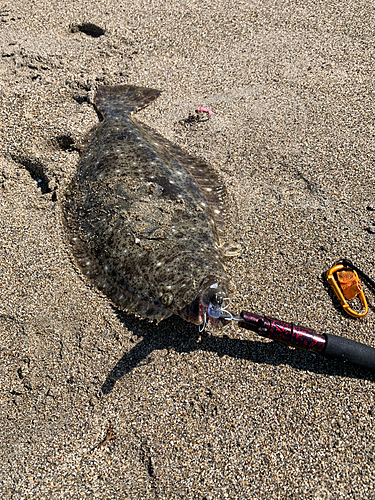 ヒラメの釣果