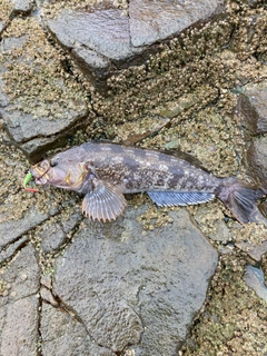 アイナメの釣果