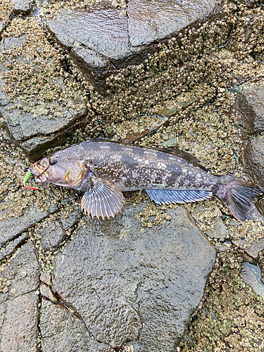 アイナメの釣果