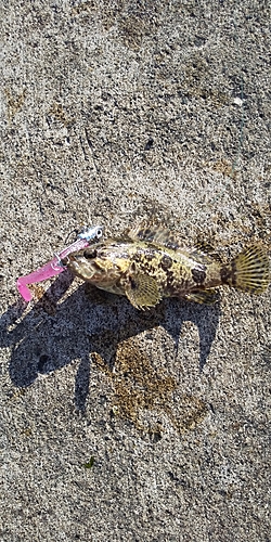 タケノコメバルの釣果