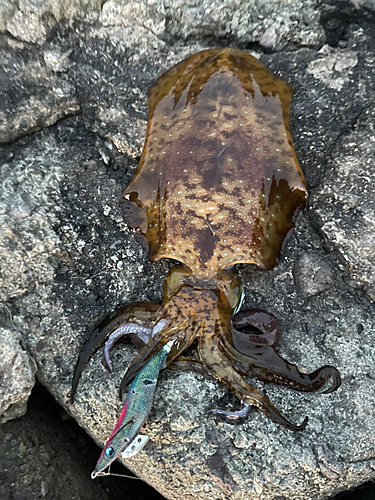 アオリイカの釣果