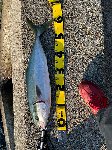 メジロの釣果