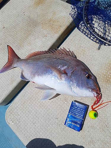 タイの釣果