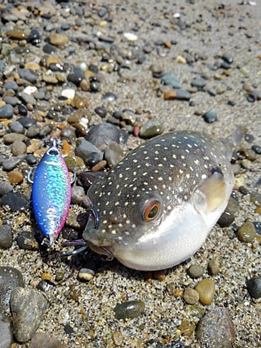 フグの釣果