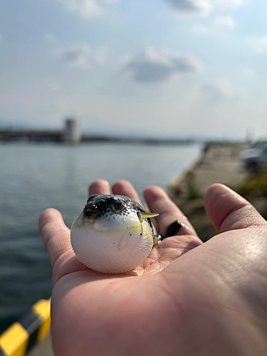 アカメフグの釣果