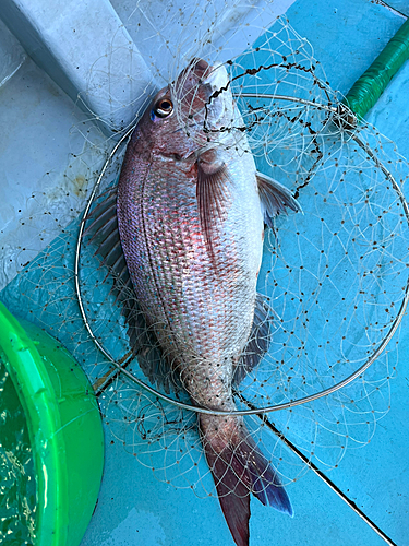 タイの釣果