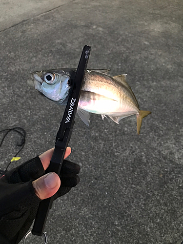 マアジの釣果