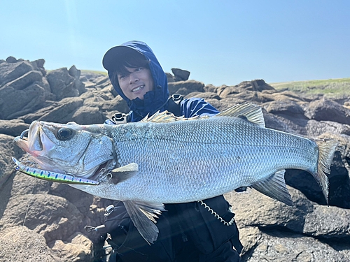 ヒラスズキの釣果