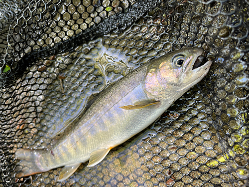 イワナの釣果