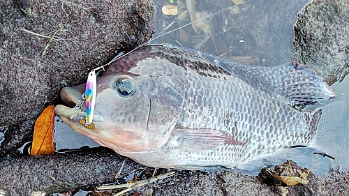 ナイルティラピアの釣果