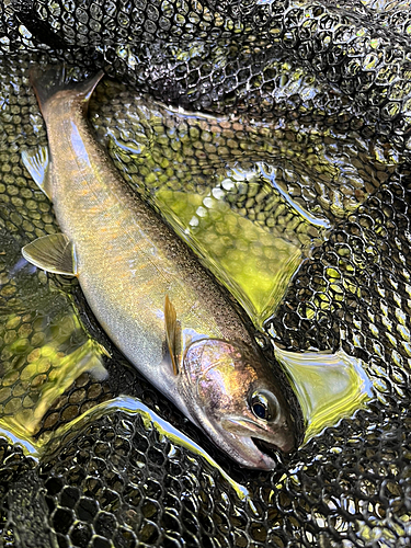 イワナの釣果