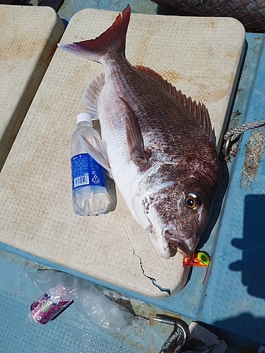 タイの釣果