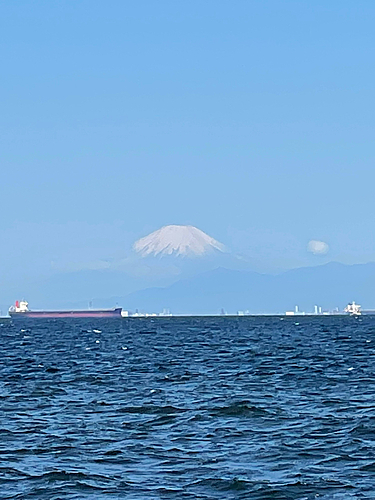 コノシロの釣果