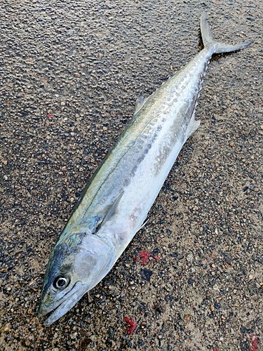 サゴシの釣果