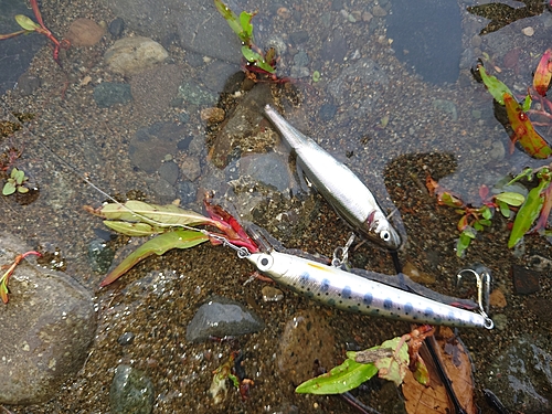 アユの釣果