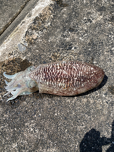 コウイカの釣果