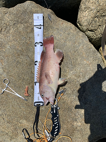 コブダイの釣果