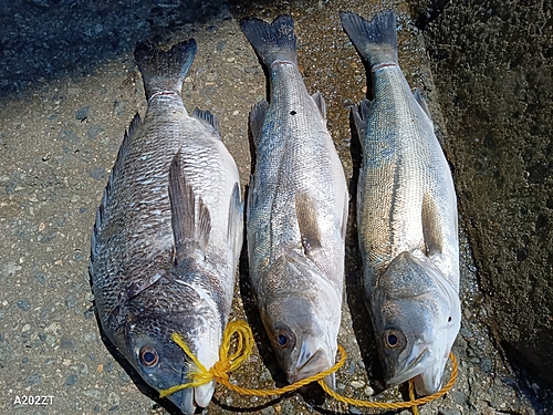 クロダイの釣果