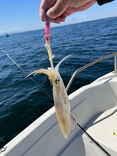 マルイカの釣果