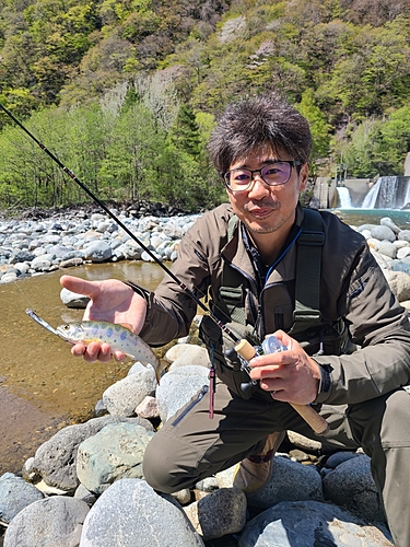 ヤマメの釣果