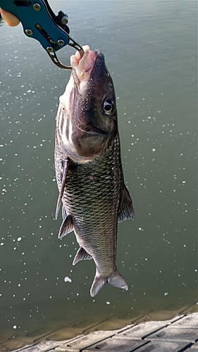 ニゴイの釣果