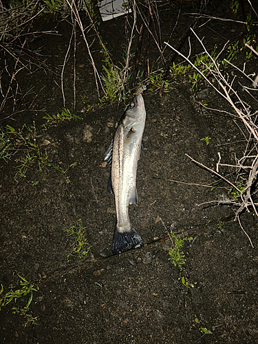 スズキの釣果