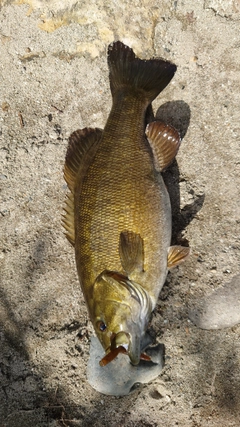 スモールマウスバスの釣果