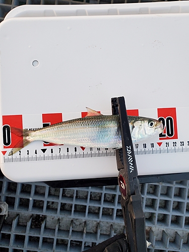 カタボシイワシの釣果