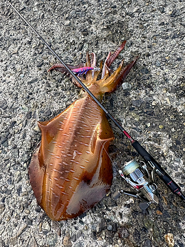 アオリイカの釣果