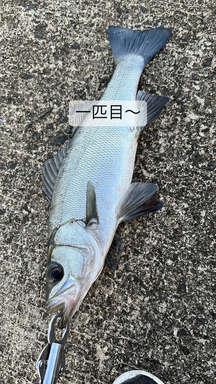 ヒラスズキ