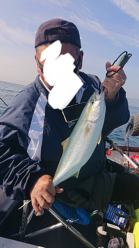 ヤズの釣果