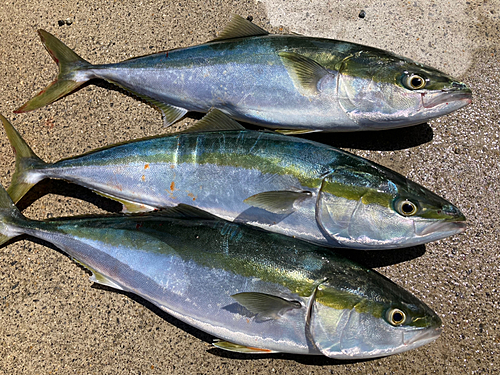 ワラサの釣果