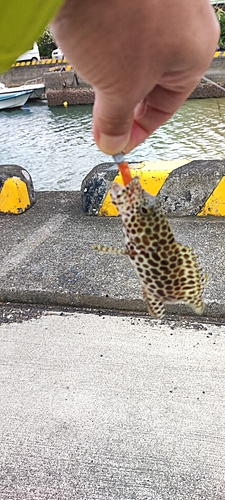 カンモンハタの釣果