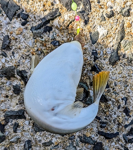 フグの釣果