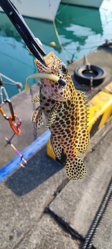 カンモンハタの釣果